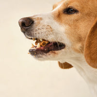 Slows Down Fast Eating